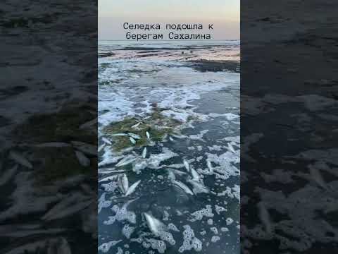 К берегам Сахалина подошла селедка на нерест. Вода кипит от рыбы, вся трава в икре.