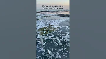К берегам Сахалина подошла селедка на нерест. Вода кипит от рыбы, вся трава в икре.
