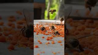 The bees come to collect our pollen and dry it .