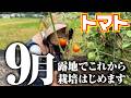 【今から路地でトマト栽培始めます】ミニトマト　カムイ