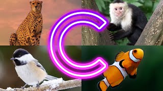 Amazing Animals Starting With C || Animals And Birds Starting with C
