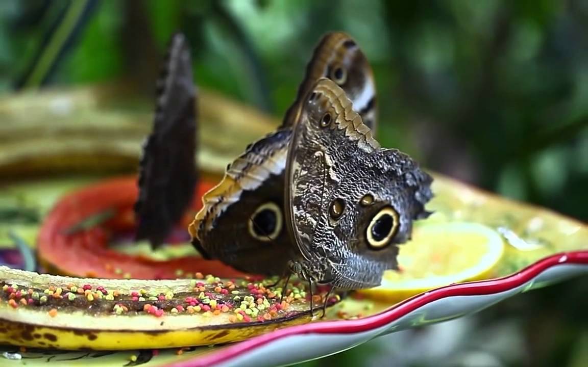 Butterfly Garden Key West, Florida.mp4 YouTube
