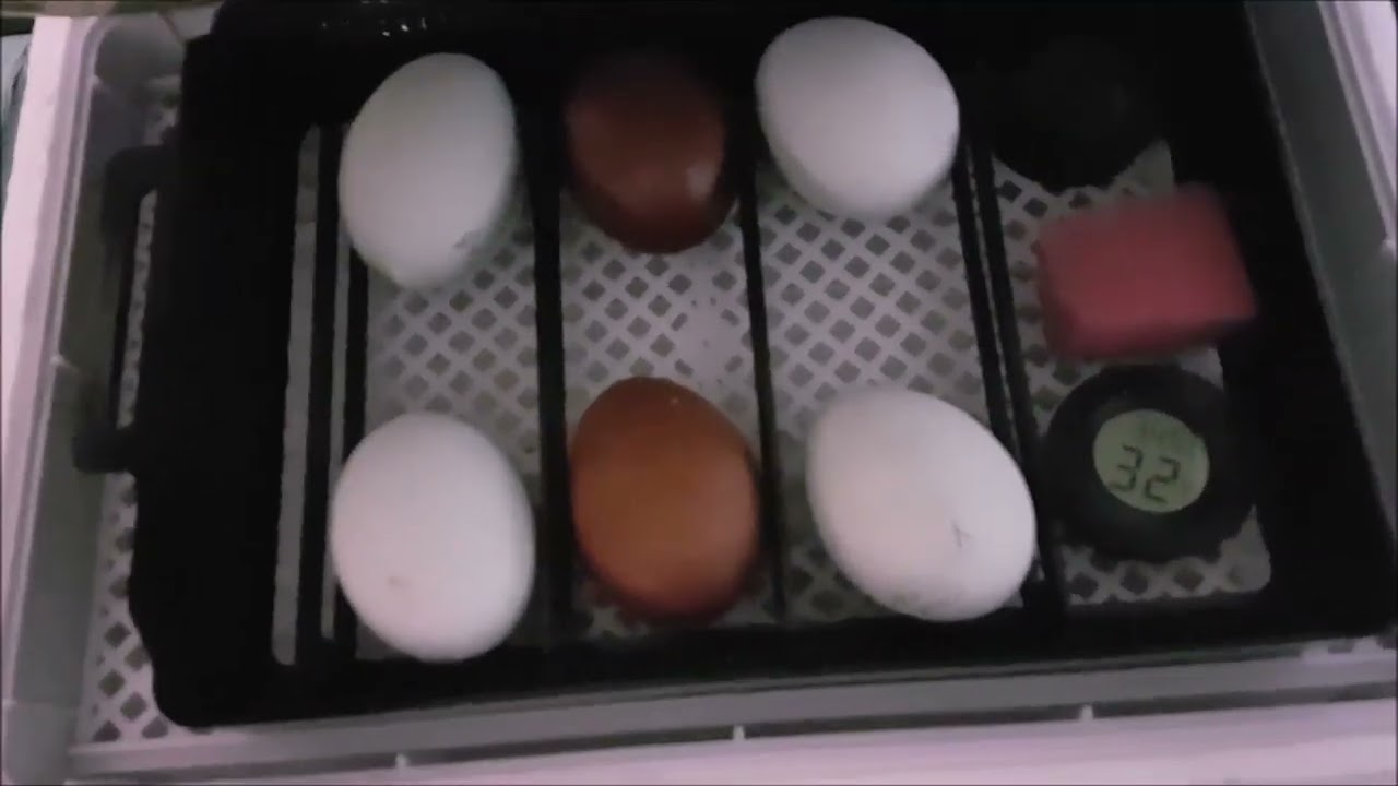 HHD 12 egg Incubator - Week 1🐣 Testing egg turning function - YouTube