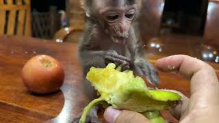 What should I feed a baby monkey that is lost?