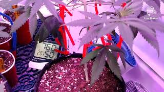 21 and Older!! Veg Tent Update!!