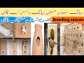 Breeding season me boxes kb Lagana chaiya | بریڈنگ سیزن میں بریڈنگ بوکس کب لگائیں | Box and matki