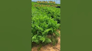 Nông Nghiệp Hàn Quốc 18 |cuộc sống hàn quốc|