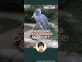 【ハシビロコウもう見た？】ぜひ上野動物園で観察してみてくださいね！ #AI都知事ユリコ #知ろう守ろうハシビロコウ