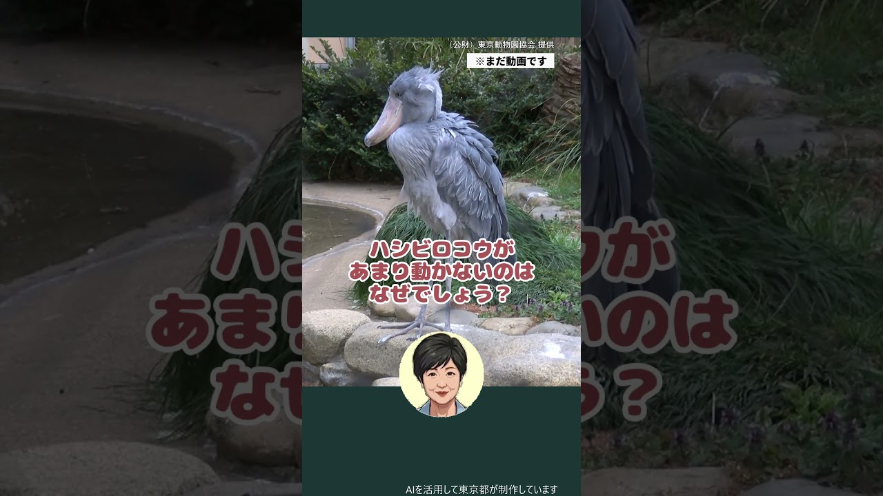 ハシビロコウもう見た？】ぜひ上野動物園で観察してみて ｜東京動画