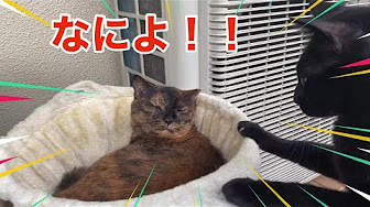 とても賢い サビ猫 琥珀 Youtube