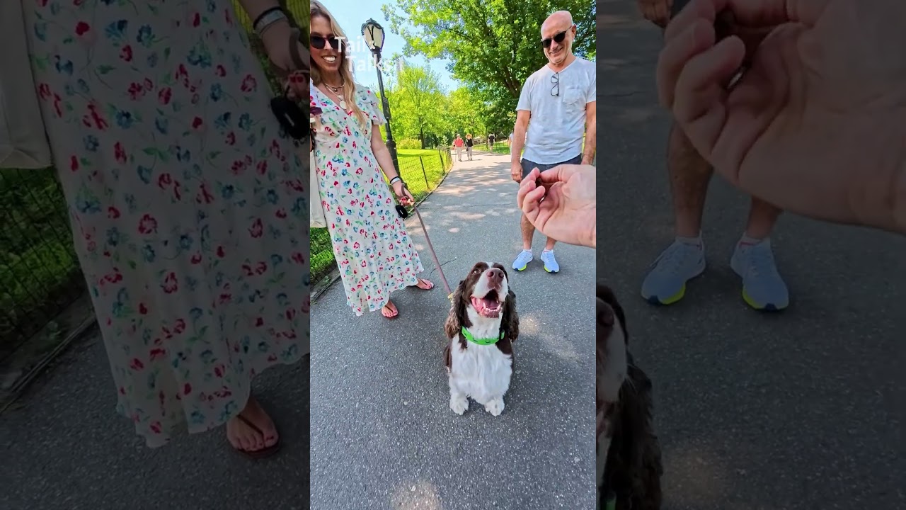 Мы встретили спрингер-спаниеля на прогулке! 