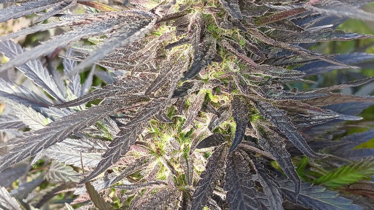 Breeding deep Afghan genetics in Ohio.