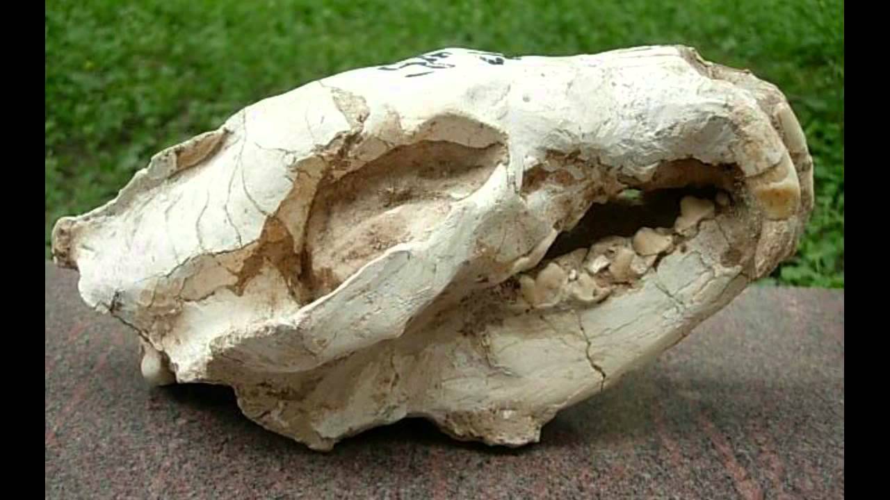 Giant Human Skeleton Discovered YouTube