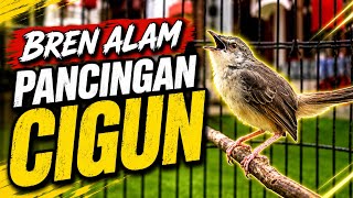 Pancingan ciblek gunung malas bunyi