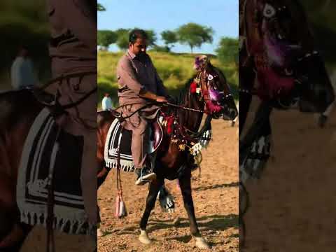 Aghaz e Sehar #agahzesehar #nezabazipakistan #horse