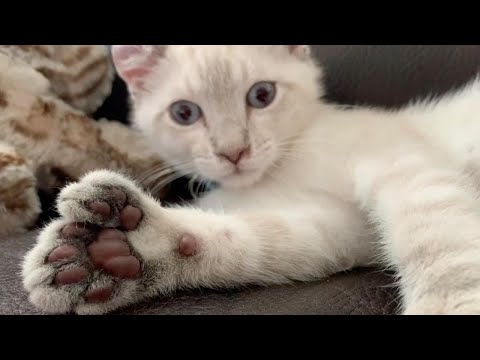 Unique Kitten Has An Extra Tow On Each Paw