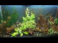 Aquascape Upgrade, Before and After - Elements of Beautiful Aquascaping