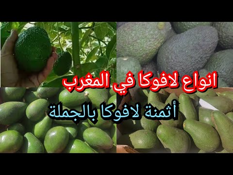 زراعة الافوكادو في المغرب انواعها وأسمائها والفرق بين كل صنف منها