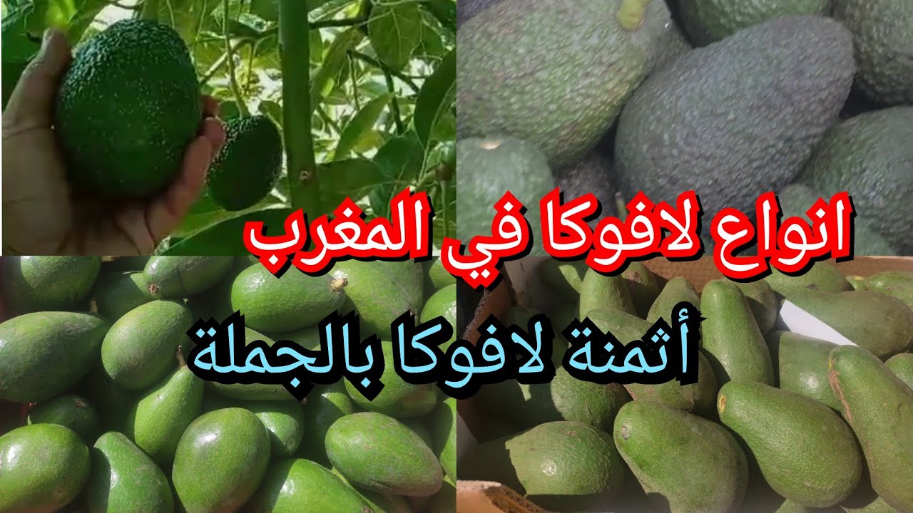 زراعة الافوكادو في المغرب ،انواعها وأسمائها والفرق بين كل صنف منها