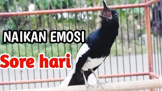 PANCINGAN KACER GACOR FULL ISIAN SORE, SEKALI DENGAR KACER APAPUN LANGSUNG BUNYI EMOSI NYAUT