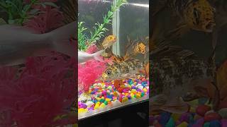 Jab Tak Sar Pe Tera Hath, fish is eating food #shorts #video #youtubeshorts #aquarium #fish 🐠🐋🐟