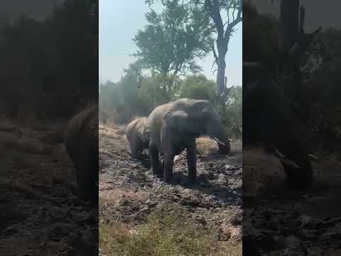 Elephant Family Enjoying a Mud Bath | Kruger National Park #naturetravelafrica