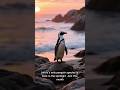 Africa’s Only Penguins Are Starving 🐧 | Is There Still Hope?