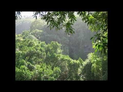 Padded Cell — Faces of the Forest