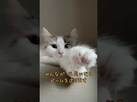 癒しねこ メインクーンが元気がでるビーム送ります