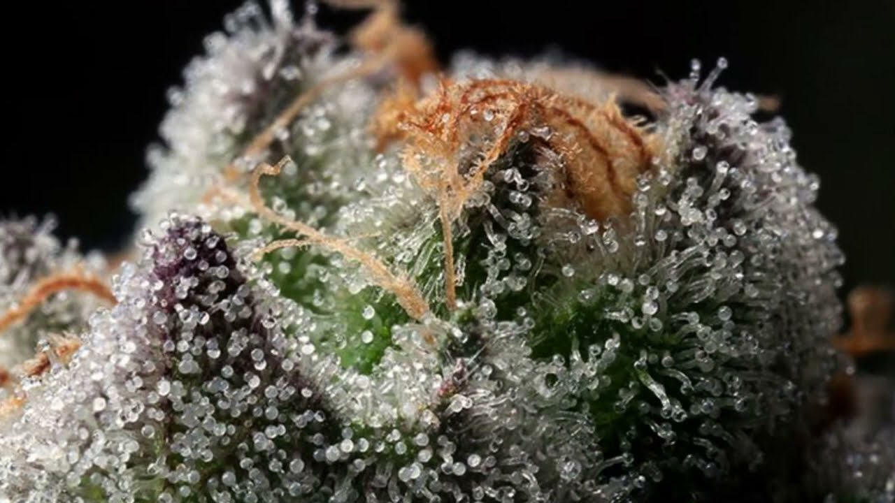 Best time to Harvest your Cannabis Plants  🍃Weed 💨420 🔥