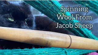 Spinning Jacob Wool @MarkreeWoolCraft