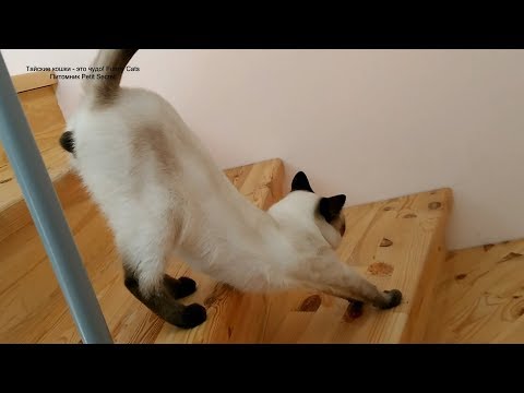 Как тайский кот Калиостро медленно спускается по лестнице! Тайские кошки это чудо! Funny Cats