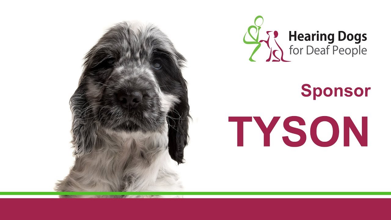 Meet Tyson the hearing dog in training. YouTube