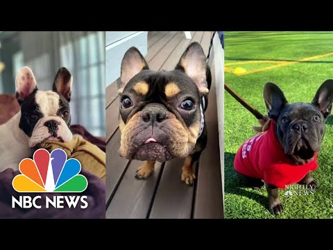 French Bulldogs surpass Labrador Retrievers as most popular dog breed