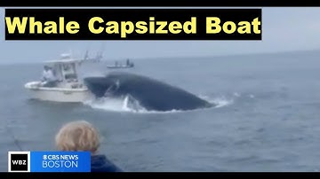 Whale Capsizes Boat Off Portsmouth, New Hampshire