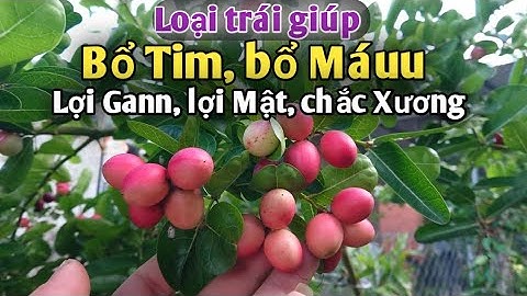 Loại cây giúp Bổ tim bổ máuu, lợi gann, lợi mật, giúp đẹp da...PHAN HẢI Channel