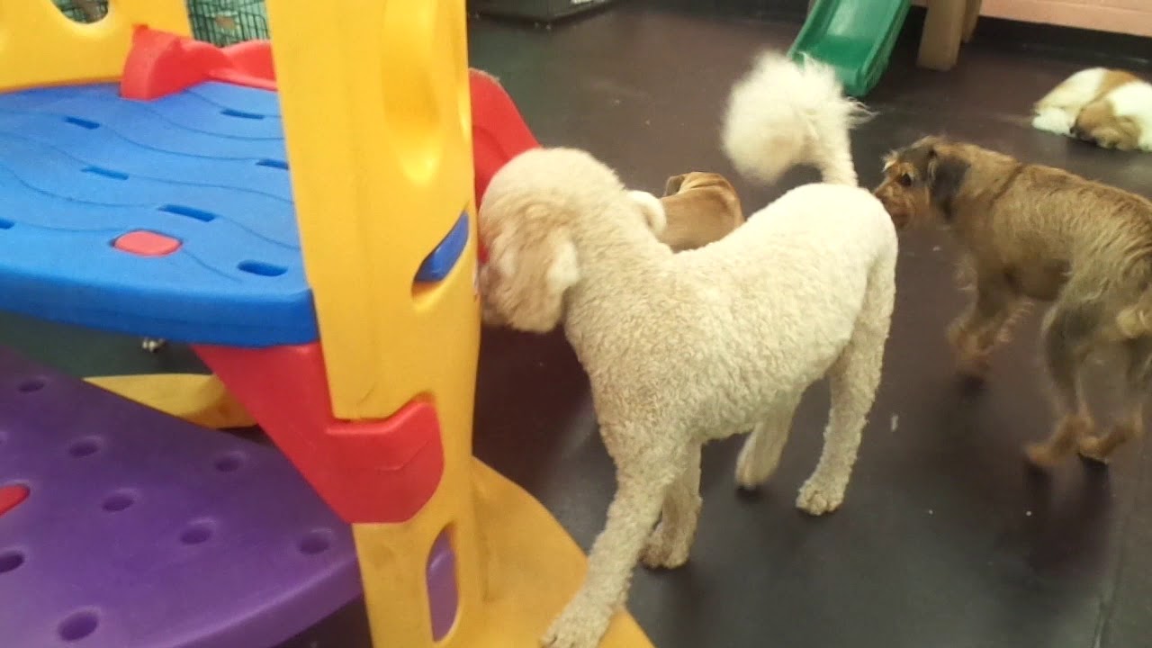 The Barking Lot 8/3/18 MAH02060 YouTube