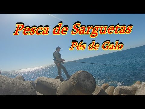 pesca-de-sarguetas-pés-de-galo