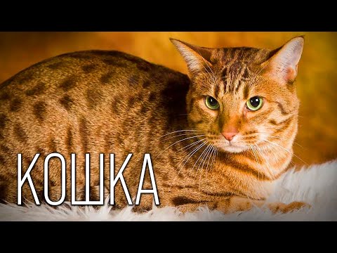 Video: Gato estepario manul: foto y descripción