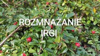 Jak rozmnażać irge Resimi