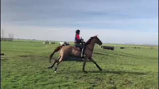 EXPERIENCED NOVICE EVENT HORSE FOR SALE  - ad ref: 235193 video 1