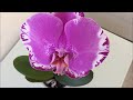 Самая крупная Орхидея Синголо ! Цветная и Белая... Начало эксперимента..)) И немножко Бантика)))