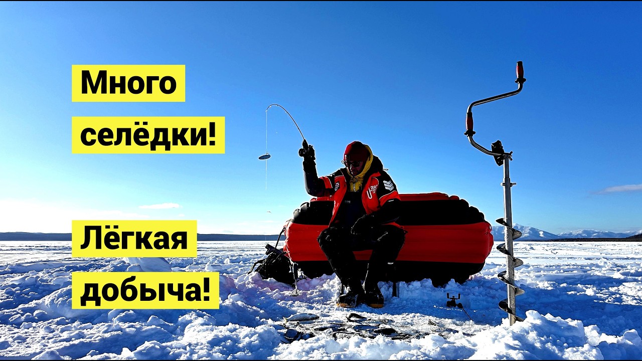 Селёдка стоит стеной! Только доставай!