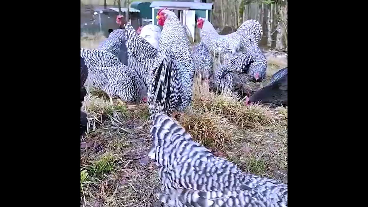 The small Rooster think I'm the king more