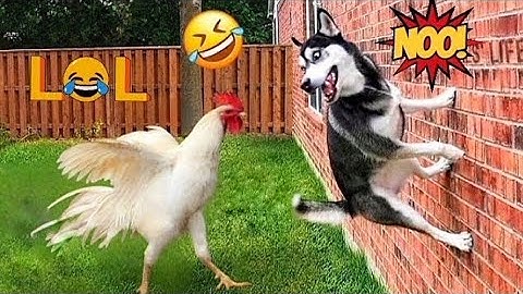 Bikin ngakak Hewan Kocak dan Lucu parah 🤣 Funny Animal Videos 2025 #funny #lucu #fyp #viral 