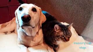 Tabby Cat and Labrador Dog Snuggle on Dog Bed