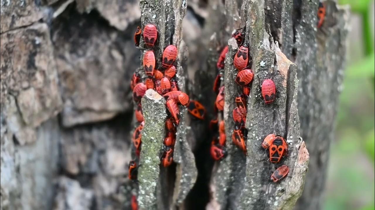 Клоп-солдатик, красноклоп бескрылый, или красный клоп Pyrrhocoris ...