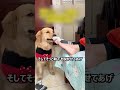 疲れた飼い主を思いやる立派な子犬