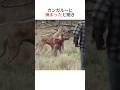 犬を捕らえたカンガルー #いぬのきもち #動物雑学 #カンガルー