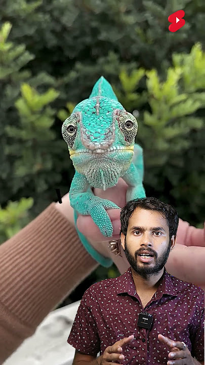 How does a chameleon change its color गिरगिट अपना रंग कैसे बदल पाता हैं #shorts #facts